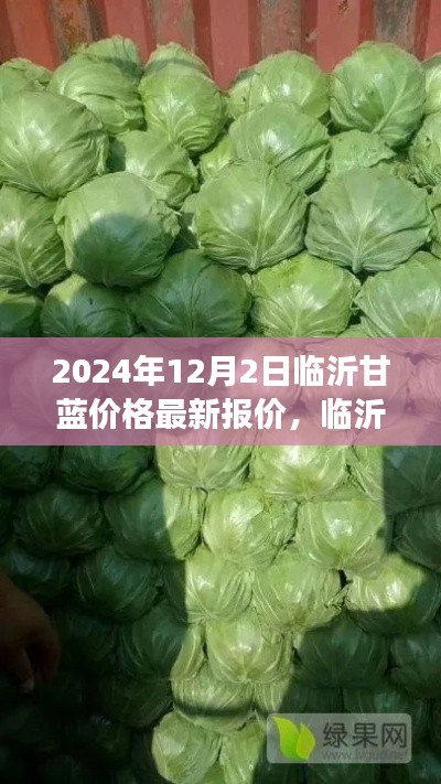 临沂甘蓝之旅,最新价格与自然的怀抱中的心灵宁静与微笑