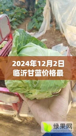 临沂甘蓝之旅,最新价格与自然的怀抱中的心灵宁静与微笑