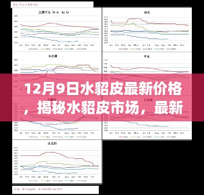 揭秘水貂皮市场,最新价格动态与走势分析(以12月9日为例)
