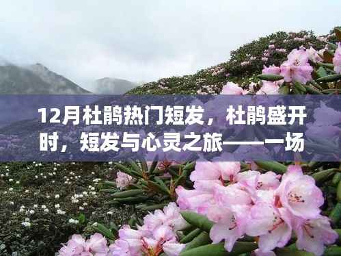 十二月杜鹃盛开之际,短发的心灵之旅与内心平静的冒险