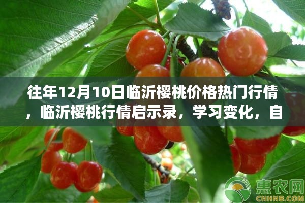 临沂樱桃行情启示录,热门行情下的自信成就梦想之路