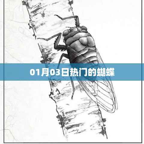 热门蝴蝶,最新动态与魅力展现