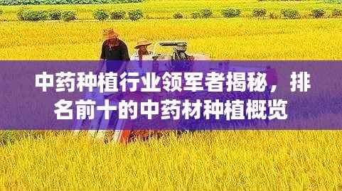 中药种植行业领军者揭秘,排名前十的中药材种植概览