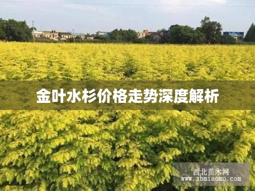 金叶水杉价格走势深度解析