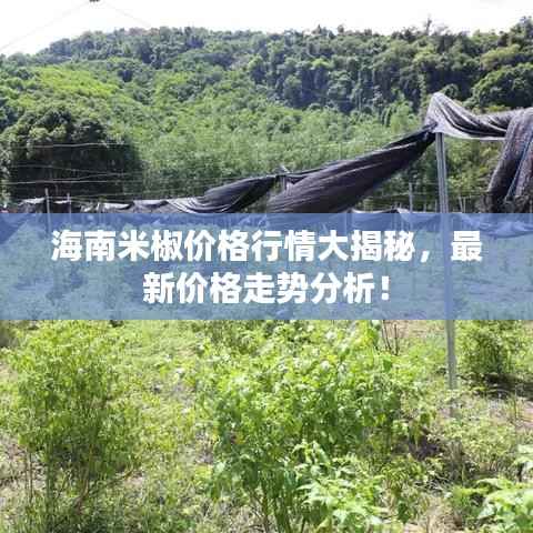 海南米椒价格行情大揭秘,最新价格走势分析!
